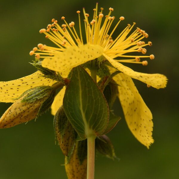 Hypericum richeri Flower