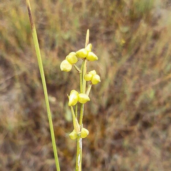 Scheuchzeria palustris Fruit