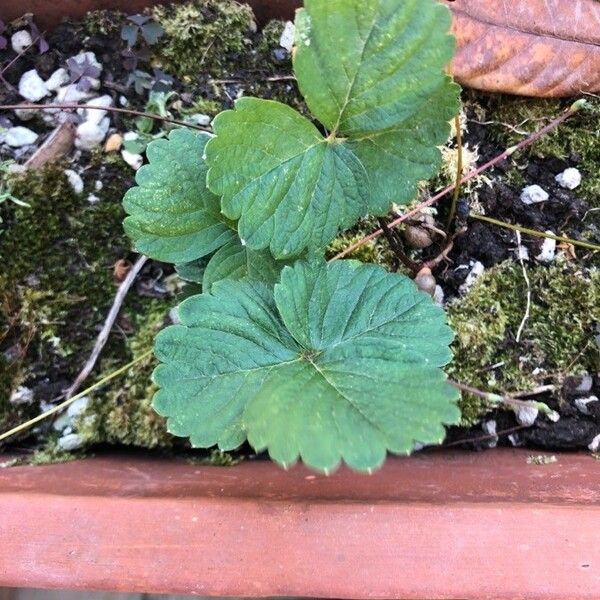 Fragaria vesca List