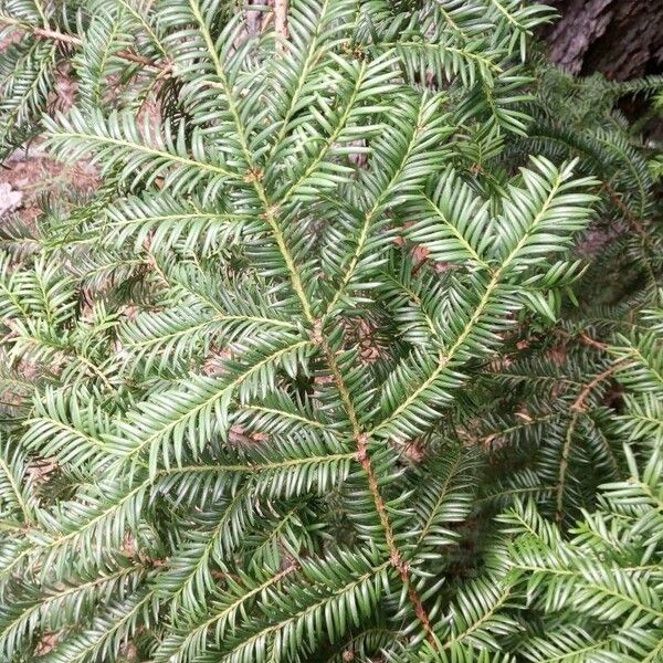 Taxus canadensis 葉