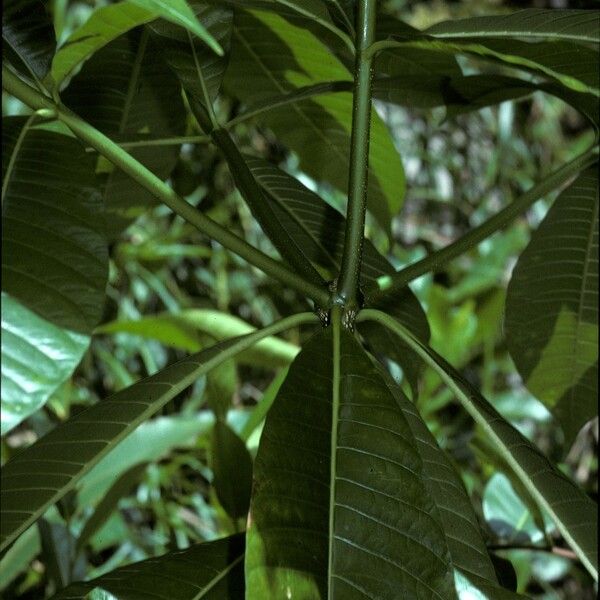 Alstonia macrophylla Rinde