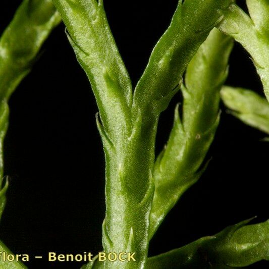Lycopodium complanatum (Christmas green)