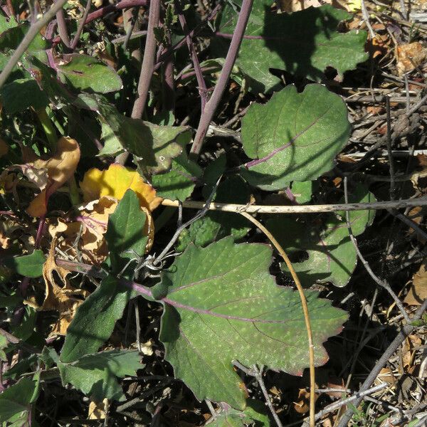 Brassica fruticulosa List