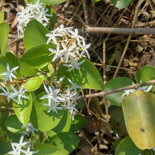 Carissa spinarum Flower