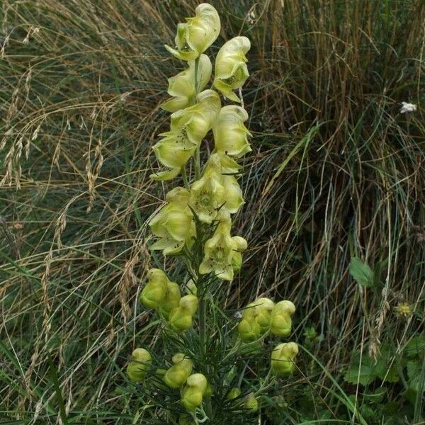 Aconitum anthora Floro