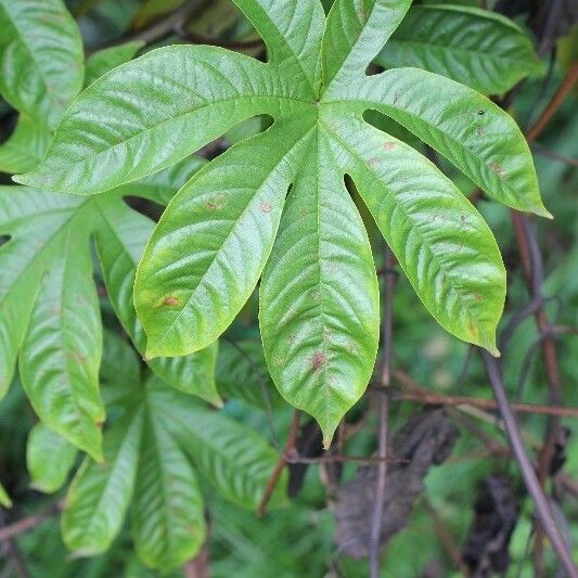 Merremia tuberosa 叶