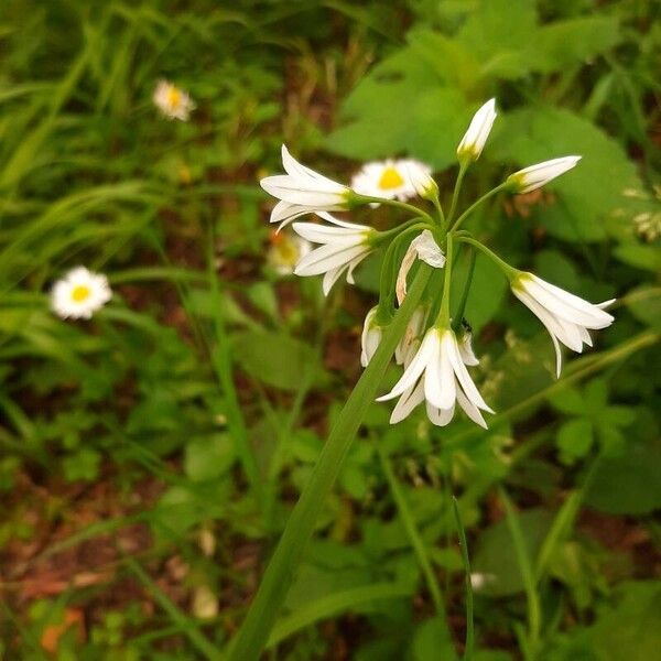 Allium triquetrum Bloem