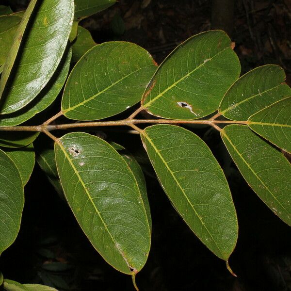 Bursera simaruba ᱵᱟᱦᱟ