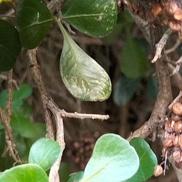 Searsia lucida Bark