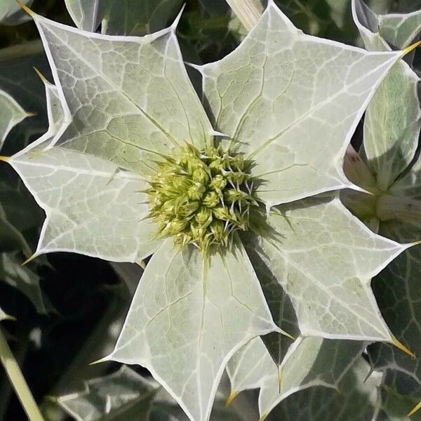 Eryngium maritimum Blüte