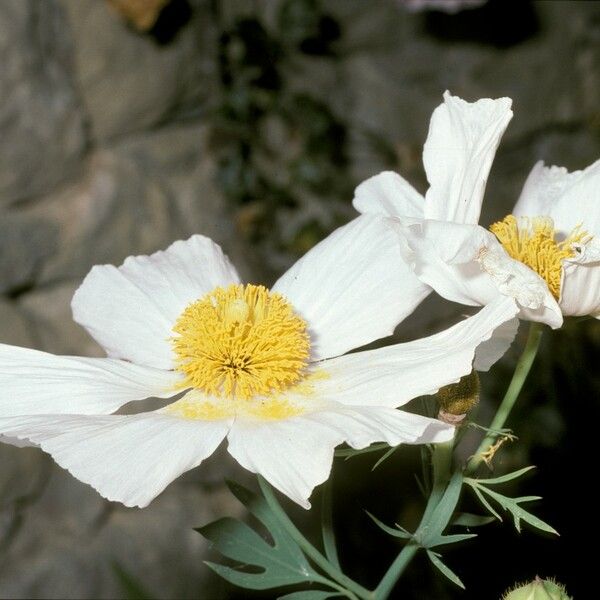 Romneya coulteri Bloem