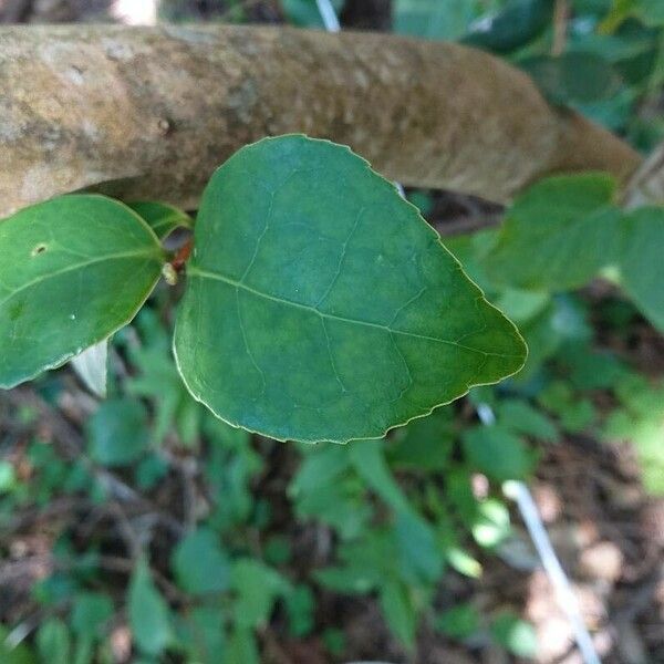 Camellia japonica ᱥᱟᱠᱟᱢ