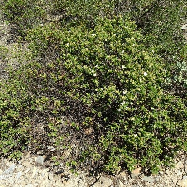 Cistus monspeliensis Habit