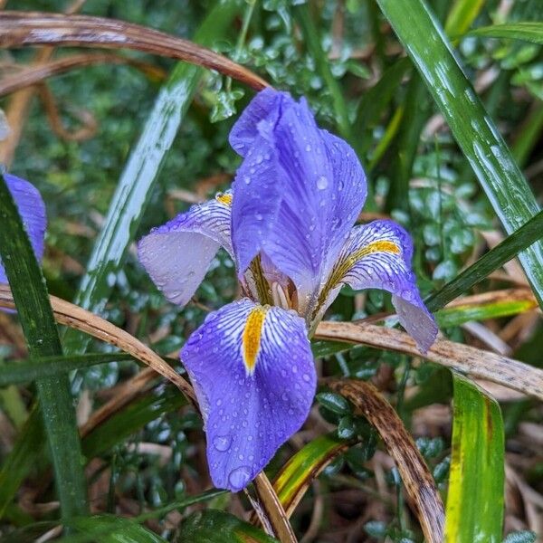 Iris unguicularis Floro