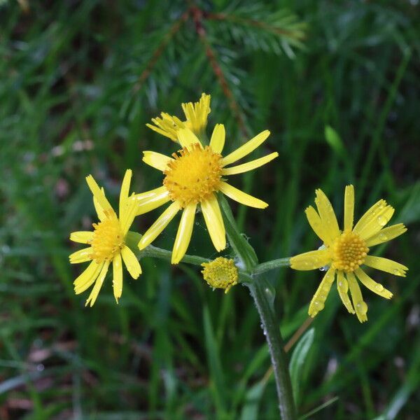 Tephroseris longifolia Flor