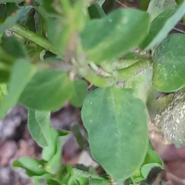 Euphorbia peplus Blatt