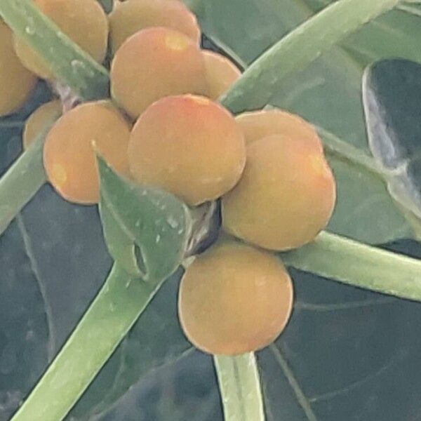 Ficus benghalensis Fruit