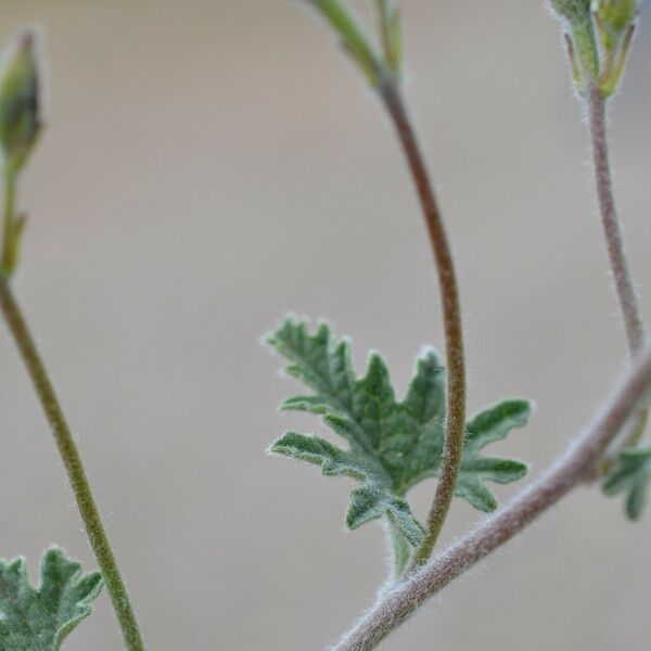 Convolvulus althaeoides Листок