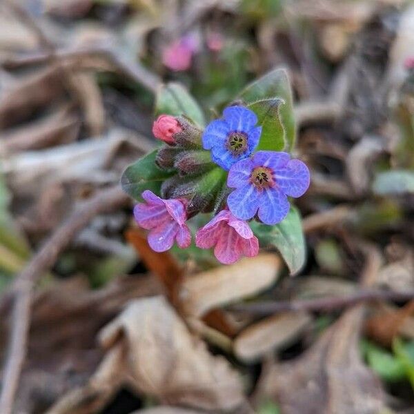 Pulmonaria obscura Blomma