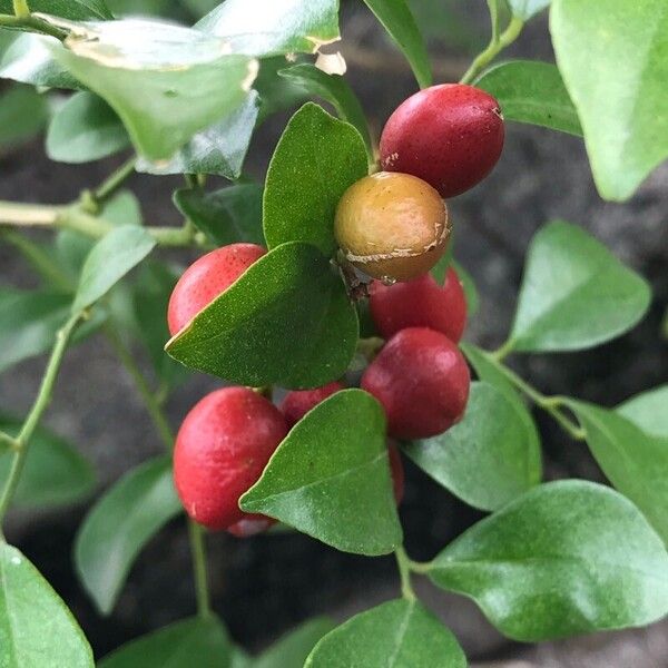 Murraya paniculata Plod