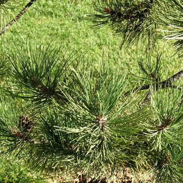 Pinus hartwegii Hostoa