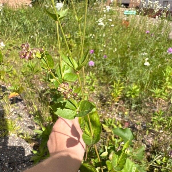 Mirabilis nyctaginea Flower