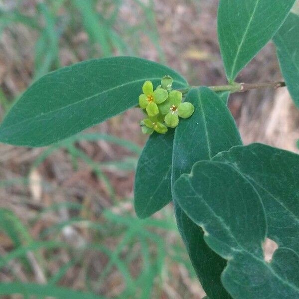 Wikstroemia indica Flor