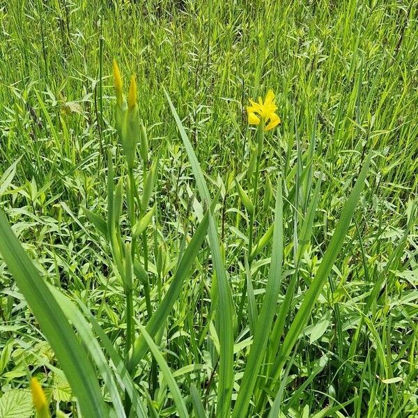 Iris pseudacorus 整株植物