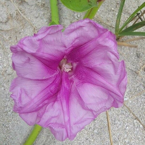 Ipomoea pes-caprae Blomma