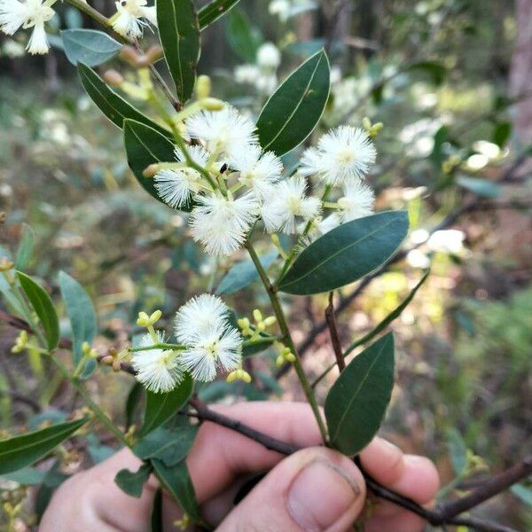 Acacia myrtifolia Листок