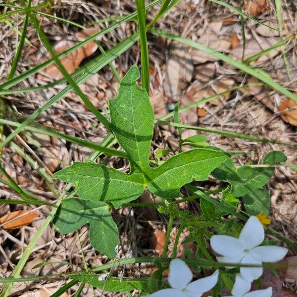 Cnidoscolus urens Blatt