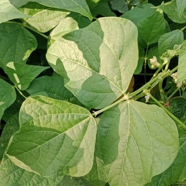 Phaseolus vulgaris Liść
