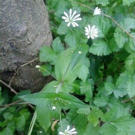 Stellaria nemorum Habitus