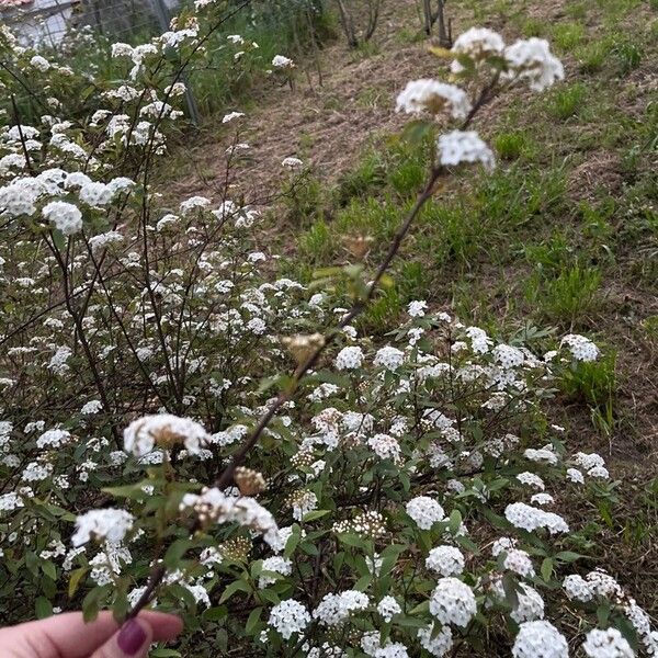 Spiraea cantoniensis 叶