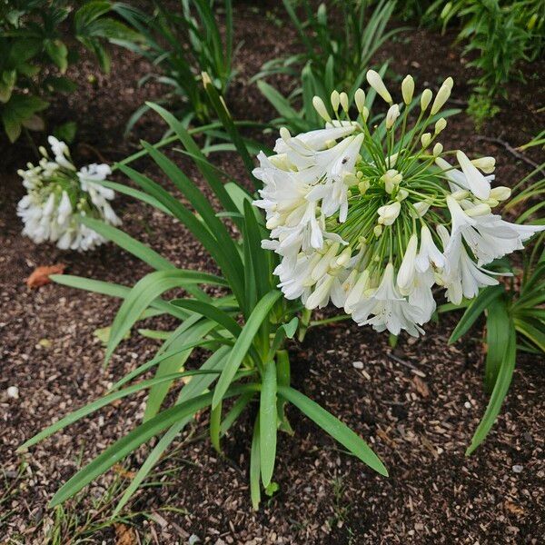 Agapanthus africanus Pokrój