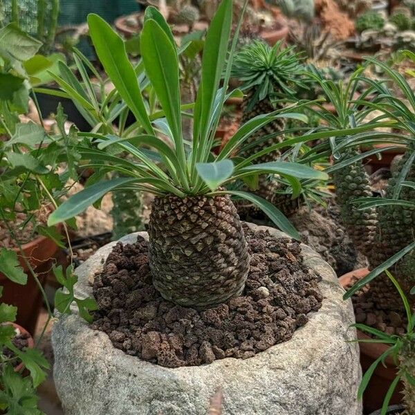 Euphorbia bupleurifolia ഇല