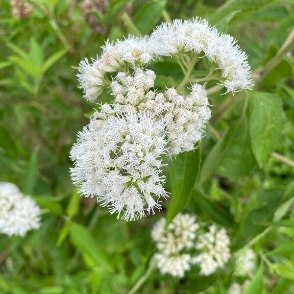 Austroeupatorium inulifolium Flower