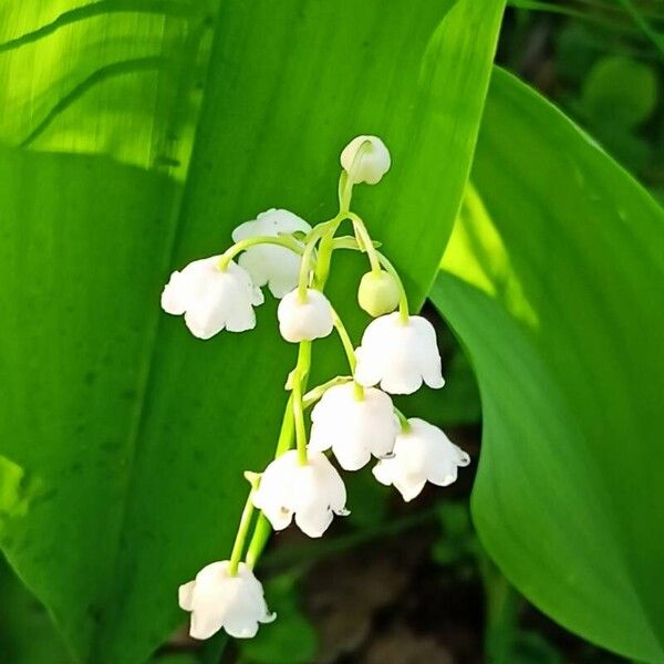 Convallaria majalis Flower