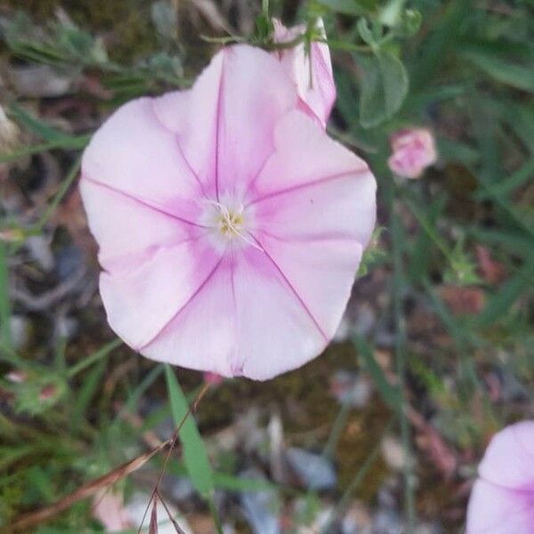 Convolvulus cantabrica Fleur