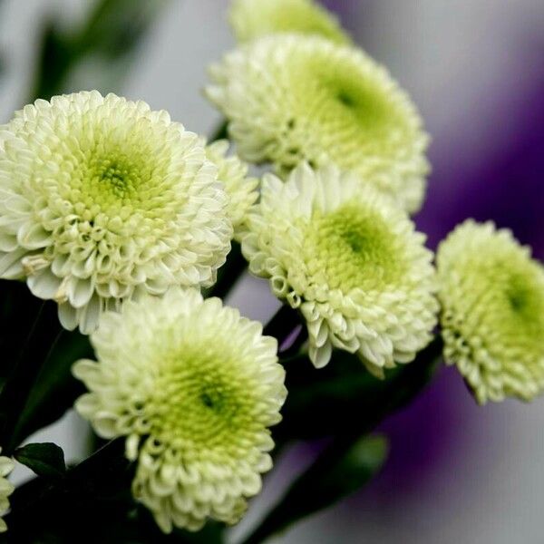 Chrysanthemum indicum Çiçek