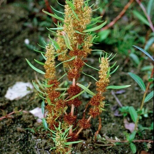 Rumex maritimus Outro