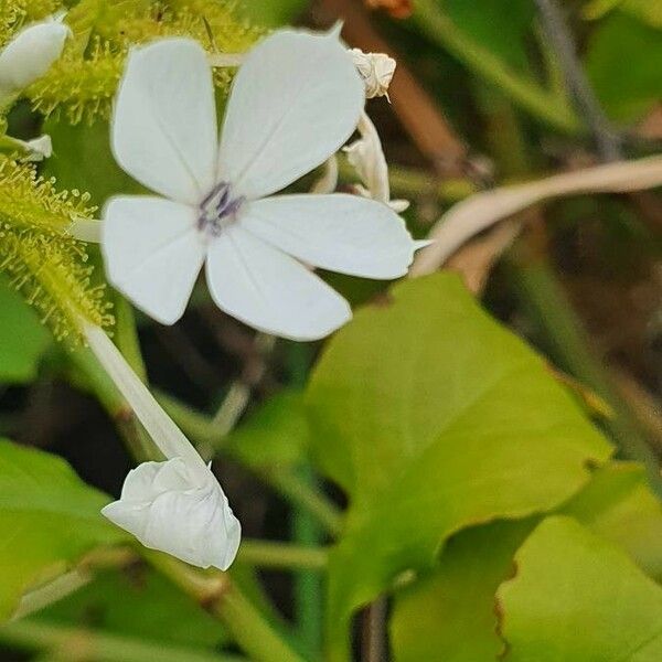 Plumbago zeylanica ফুল