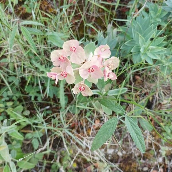 Euphorbia rigida Flower