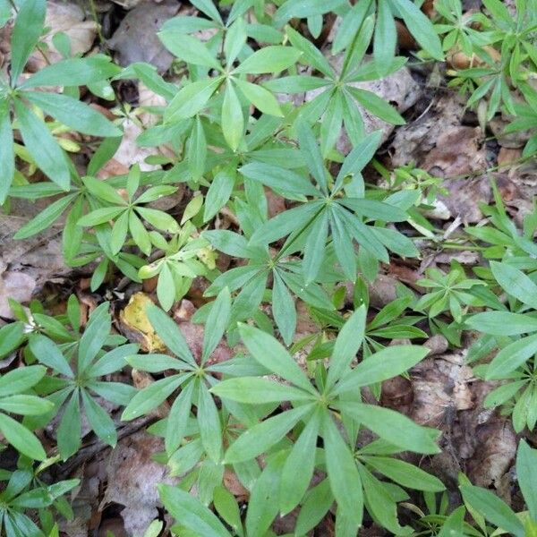 Galium odoratum Lapas