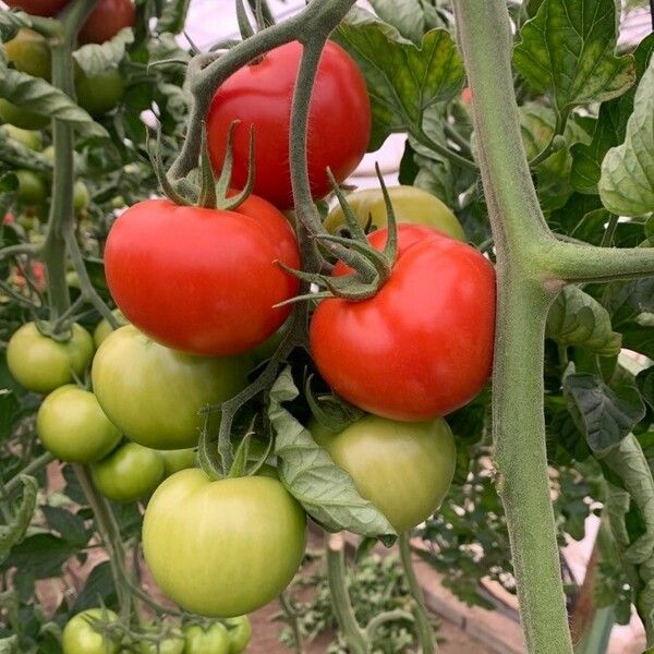 Solanum lycopersicum Frucht