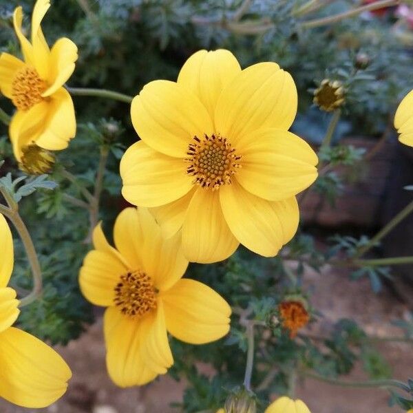 Bidens bipinnata പുഷ്പം