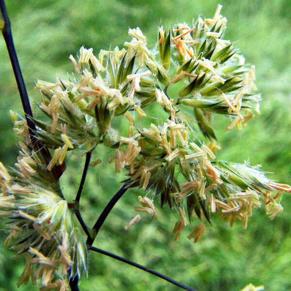 Dactylis glomerata 花