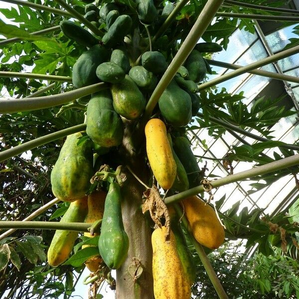 Carica papaya Fruit