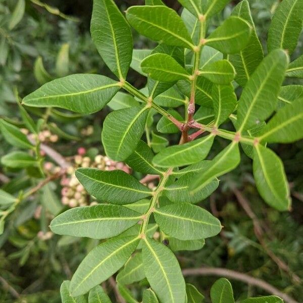 Pistacia lentiscus Folla