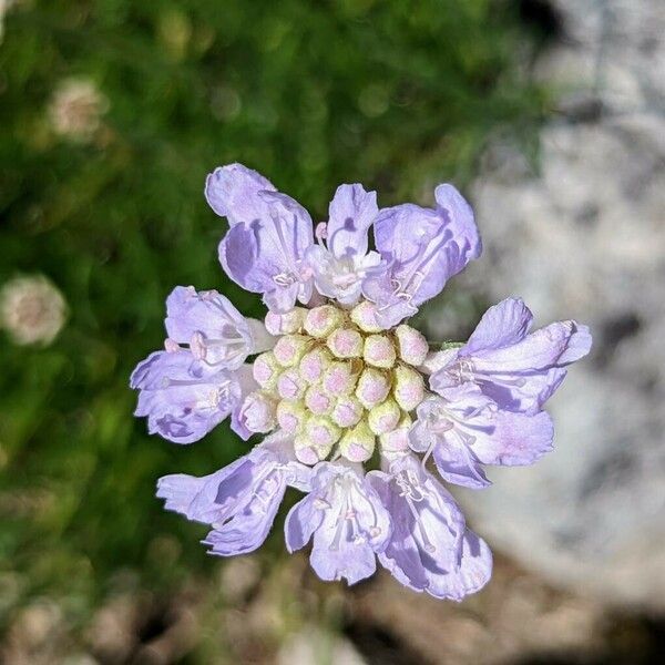 Scabiosa graminifolia Flower